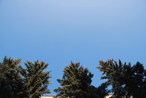 126.gif